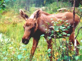 Лось. Фото с сайта: www.ecolife.ru